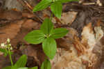 Licorice bedstraw